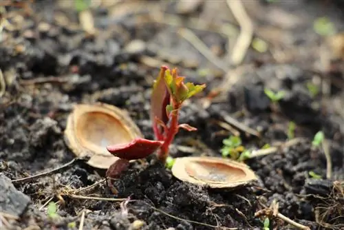 De mirabellenboom uit de kern trekken: instructies en handige tips