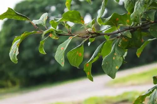 Enfermedades del árbol mirabelle