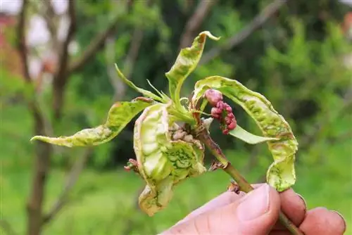 Mirabelle Tree Curl-ziekte