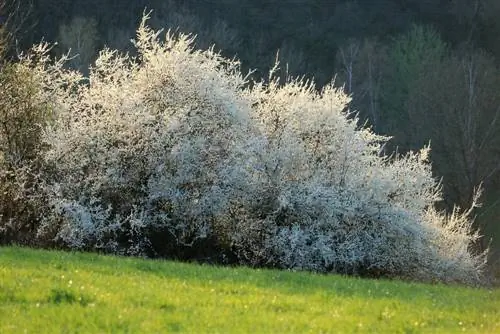 tamaño del árbol mirabelle