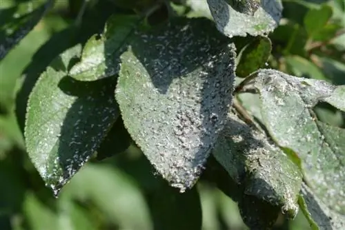 Albero delle mirabelle: riconoscere e combattere i parassiti