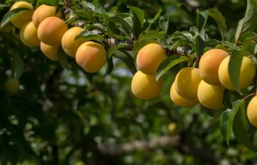 Profilo dell'albero di mirabelle