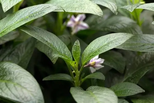 plantas de pera melón