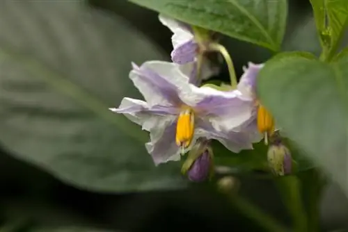 তরমুজ নাশপাতি যত্ন: সফল ফসল কাটার টিপস