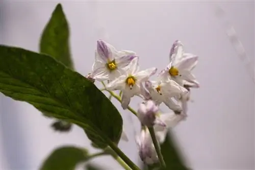 melon pære blomst