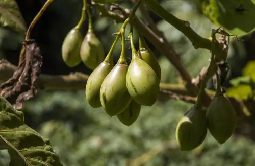 kutte ned melon pære