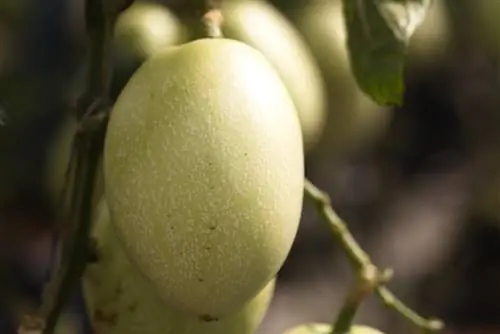 När bär melonpäronet frukt? Skördetid & tips