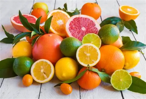 citrus ተክል ዝርያዎች