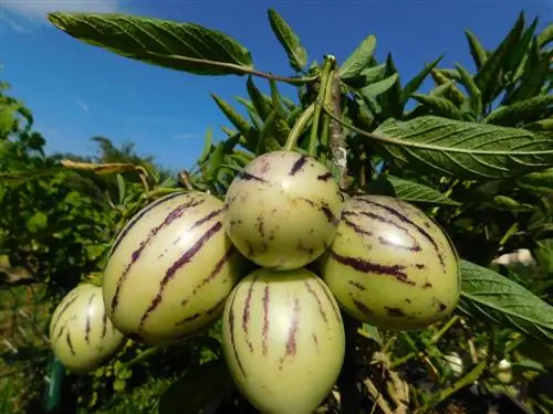 poire melon mûre