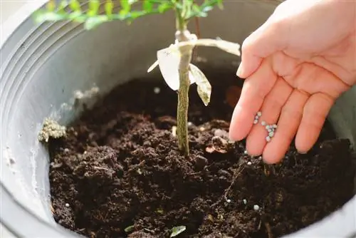 fertiliser les plants d'agrumes