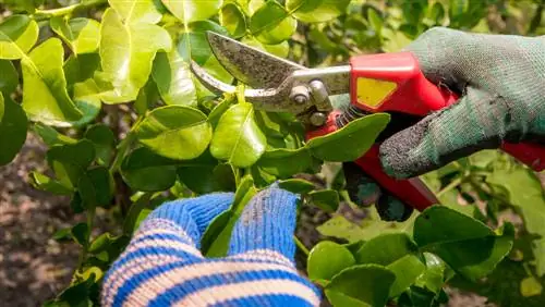 Citrusplanten stekken: tips voor een mooie kroon