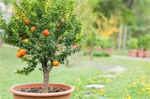 replantarea plantelor de citrice