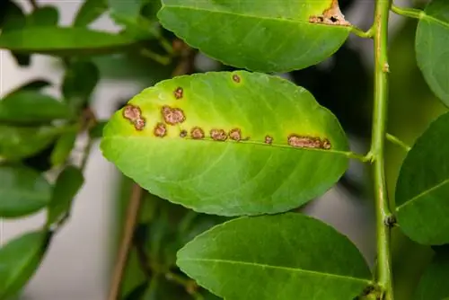 The most common diseases of citrus plants: what to do?