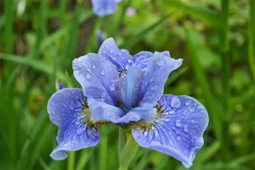 মাসের উদ্ভিদ: কেন irises এত উত্তেজনাপূর্ণ?