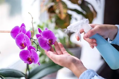 dicas de cuidados com orquídeas