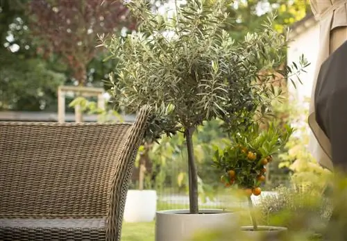 plantes en pot à l'extérieur