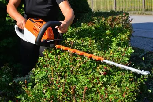 Berberisfamilie snijden: wanneer is de beste tijd?