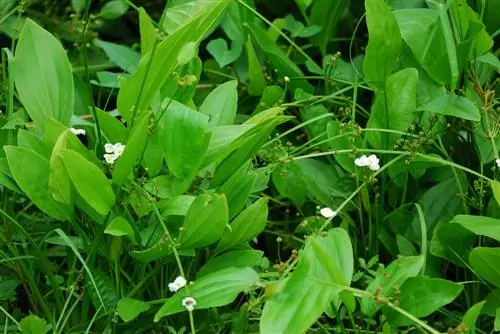 Gezonde Echinodorus-planten: verzorgingsinstructies voor beginners