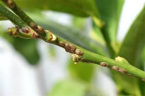 plagues de les plantes cítriques