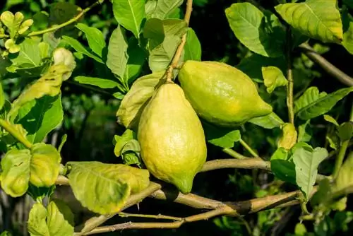 žuto lišće biljke citrusa