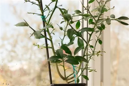 Invernar en el salón: Cómo hacerlo con plantas de cítricos