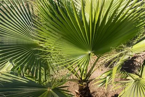 Plant out trachycarpus fortunei