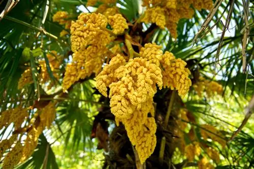 Trachycarpus Fortunei paj: thaum twg thiab yuav ua li cas nws blooms