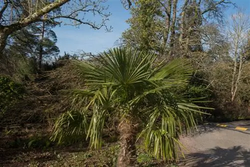 trachycarpus fortui ochrona na zimę