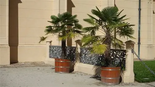 φροντίδα trachycarpus fortunei