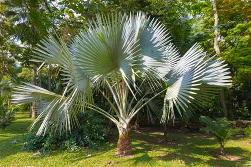 Fertilize Trachycarpus fortunei: when, how and with what?