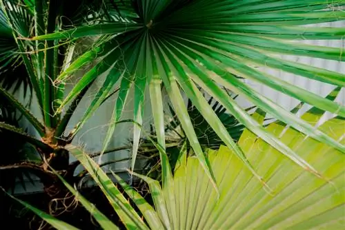 washingtonia robusta kopšana