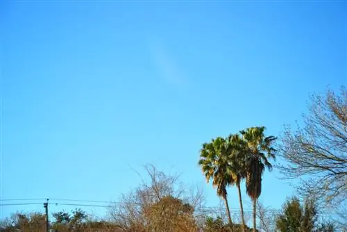 Hibernación de Washingtonia robusta: Cómo proteger tu palmera