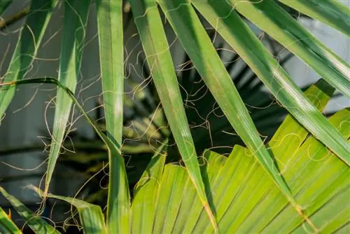 washingtonia-robust-lá vàng