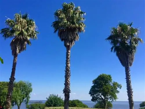 washingtonia-robusta-pertumbuhan-per-tahun