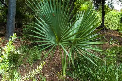 Protect your Washingtonia Robusta properly in winter