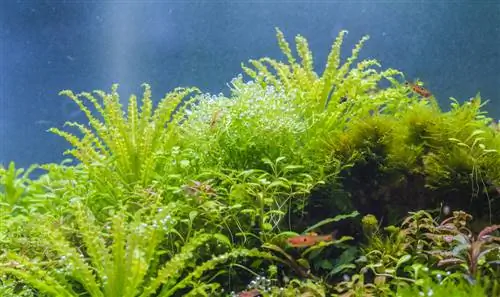 Pogostemon helferi sa aquarium: pinadali ang pagpaparami