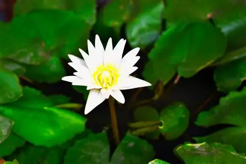 tiger lotus aquarium