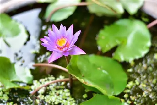 Tijgerlotus in het aquarium: hoe je hem correct plant