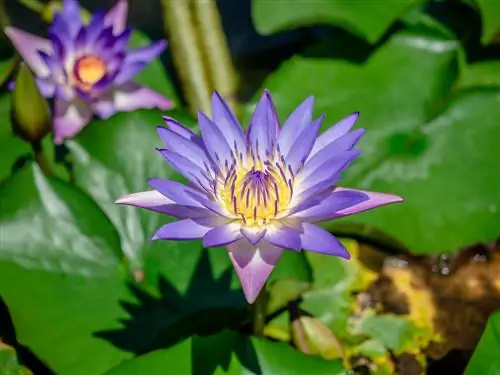 floare de lotus tigru