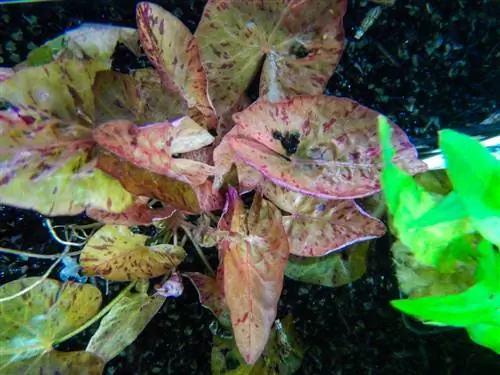 Loto tigre nell'acquario: curalo e conservalo correttamente