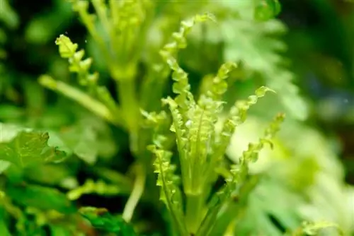 pogostemon-helferi-رشد نمی کند