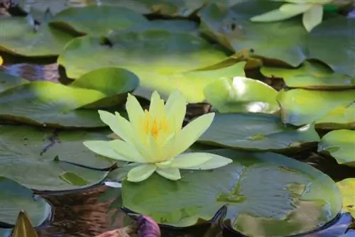 Fertilizing water lilies: Effective methods for magnificent flowers