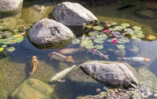 plantas de nenúfar sem solo