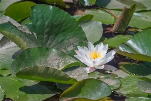 water lily care