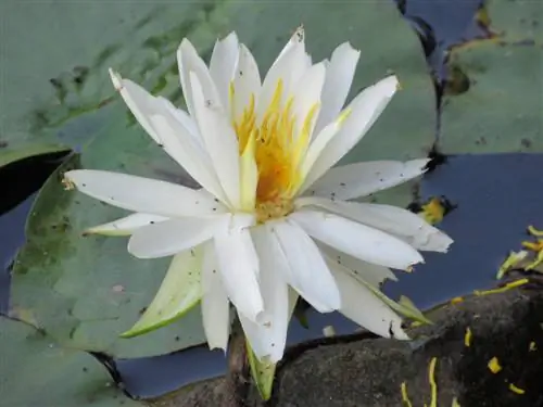 Water lilies: detect, combat and prevent pests