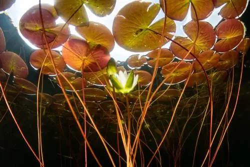 repotting water lilies