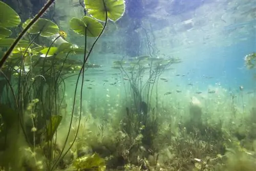 removing water lily roots