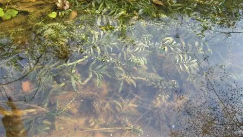 kolam rumput air