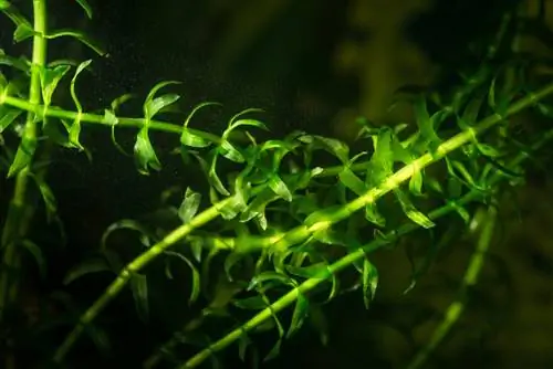 Propagate waterweed: Simple methods for ponds and aquariums