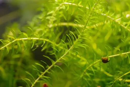 Planta algas acuáticas o déjalas flotar.